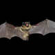 Image for article titled America Finally Has Its First Death By Vampire Bat